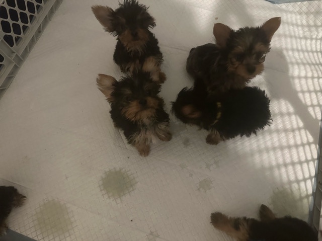 Yorkshire Terrier – Teacup Yorkie females only (Hiram, Ga) – Powder Springs