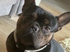 French Bulldog – French bull dog male – Mexborough