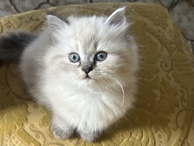 British Longhair – Britsch langhaarige Katzen – Niedernhausen