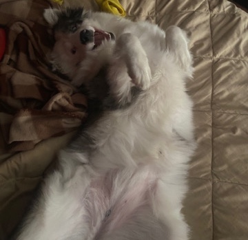 Australian Shepherd – Kardi