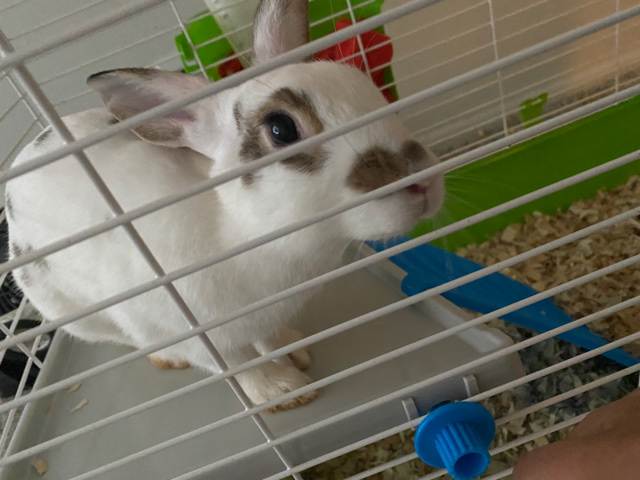 English Spot – Bunny For Sale