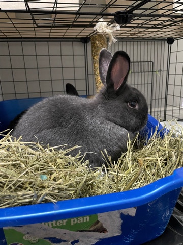 American – 2 Rabbits looking for a new home
