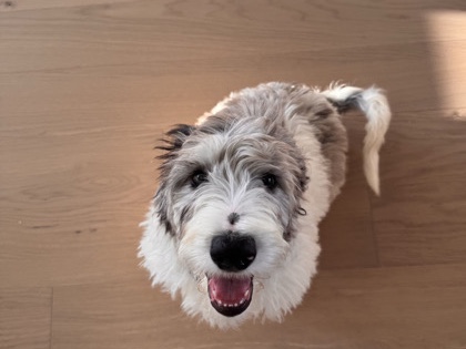 Poodle – Bernedoodle Puppy – Waller