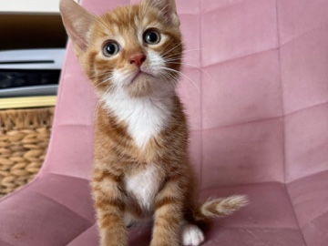 European Shorthair – ginger tabby male kitten – Banbury