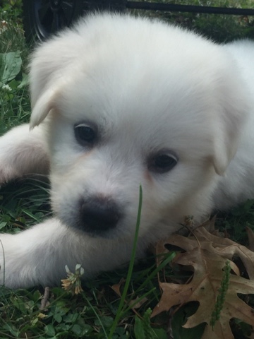Great Pyrenees – Mercy needs a new home