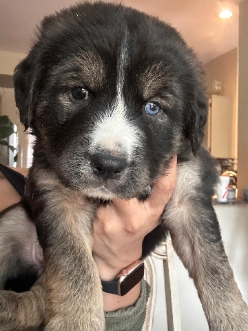 Labrador Husky – Goberia Puppies. Golden Retriever & Husky Mix
