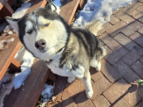 Siberian Husky – husky – Granite City