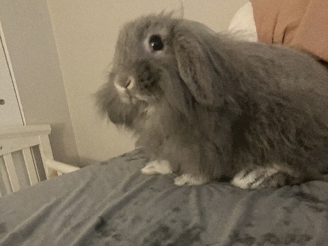 Lionhead – lionhead Bunny – Norristown