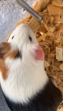 Any – baby guniea pig