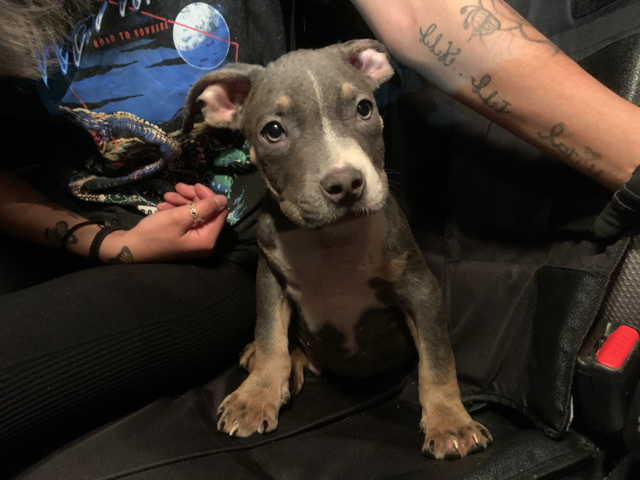 American Bulldog – lilac tri colored American bully (ABKC REGISTERED)
