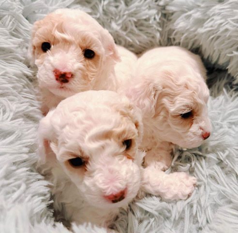 Poodle – toy poodle puppies