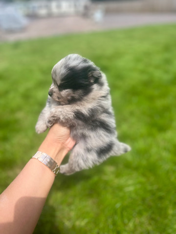 Pomeranian – pomeranian puppies