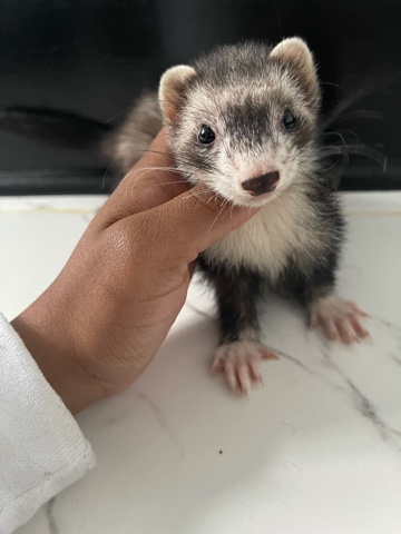 ferret – FooFoo