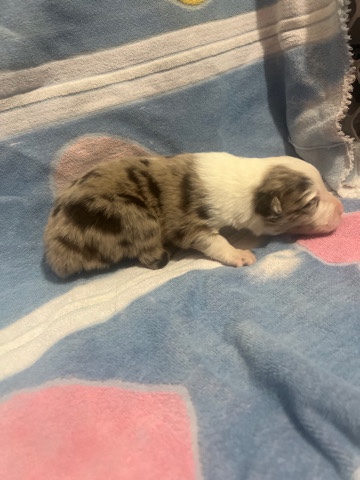 Australian Shepherd – Australian shepeard puppy