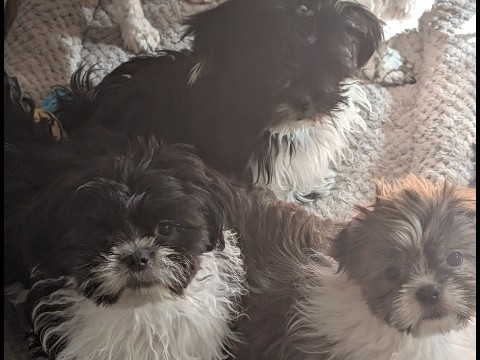 Shih Tzu – looking for their forever home – Jasper