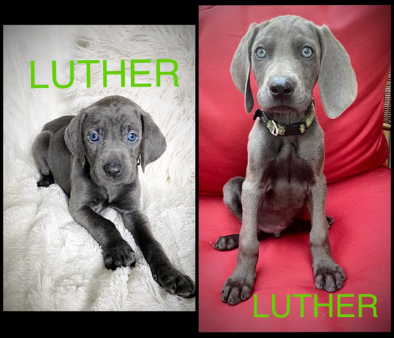 Weimaraner – amazing blue weims