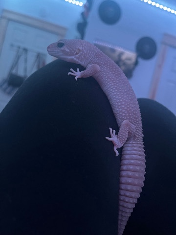 leopard gecko