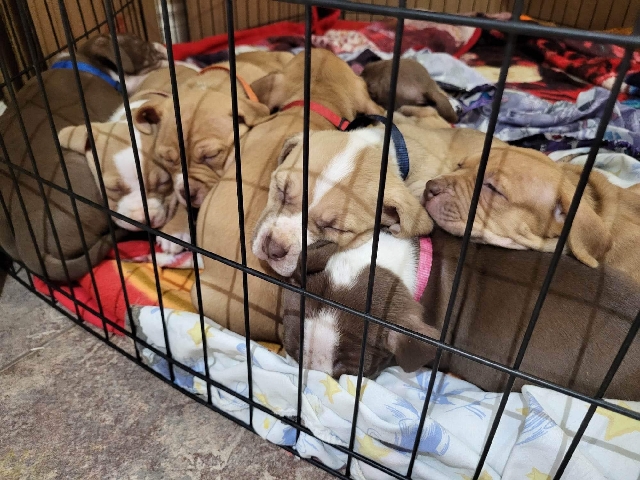 American Bulldog – american bully