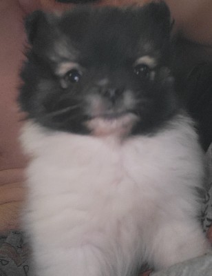 Pomeranian – Easter puppy is here – Denver
