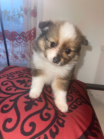 coco