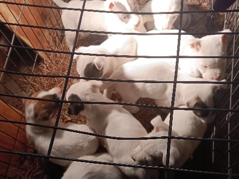American Pit Bull Terrier – Pit bull pups