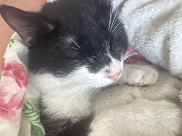 chat à donner (sans race) – Mouscron