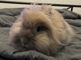 Fefe - Lionhead Rabbit