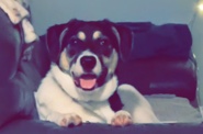 Australian Cattle Dog – Rehoming for Nina