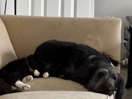 Poodle – bella – Westmont