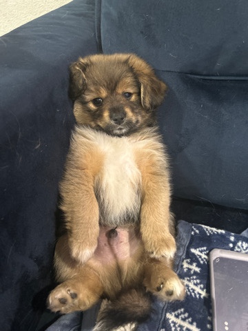 Pomeranian – cute puppies