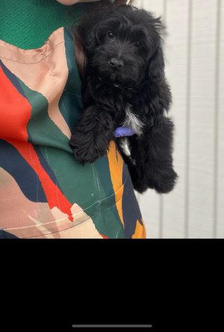 Poodle – Yorkiepoo