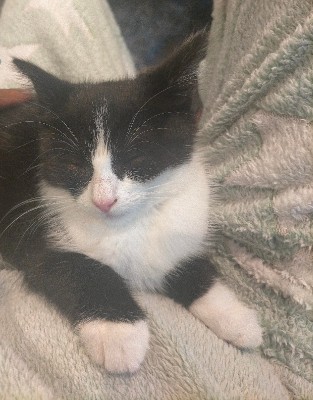 American Shorthair – Affectionate Cat For Sale – Birmingham