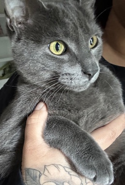 Russian Blue Boy Cat 