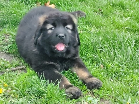 Caucasian Shepherd Dog – Caucasian Shepherd – Madison