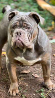 American Bulldog – 8 month lilac tri male ukc papers included