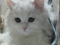 Persian (Traditional) - parsian cat white colour femel available for adoption in Mumbai