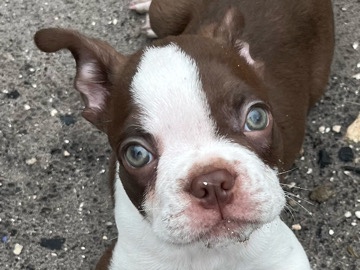 Boston Terrier