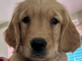 Golden Retriever – Oliver – Blackstone