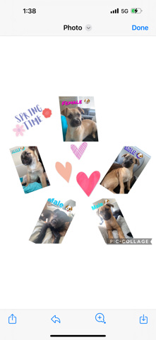 Labrador Retriever – free to good home