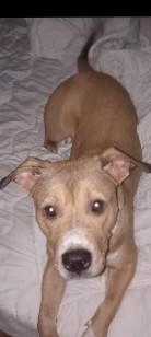 American Pit Bull Terrier – free