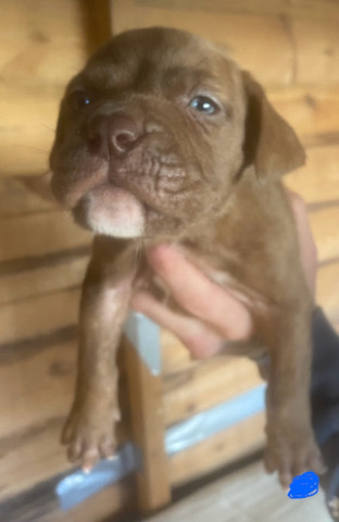 American Bulldog – standard bully puppies