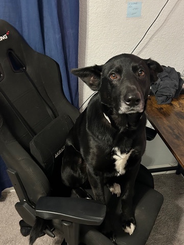 Labrador Retriever – Going on Deployment!HELP.