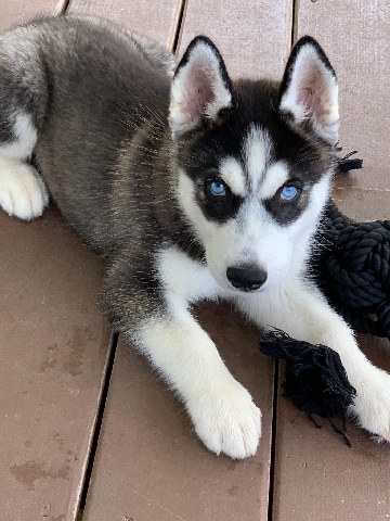 Siberian Husky – Purebred Siberian Husky born July 15th For Sale