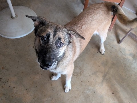 German Shepherd – Brothers needing good home – Schertz
