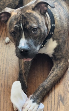 8 month old Pitbull puppy nyc