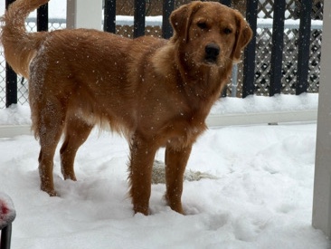 Golden Retriever – Simba ( Full Bred Golden Retriever – Oak Forest