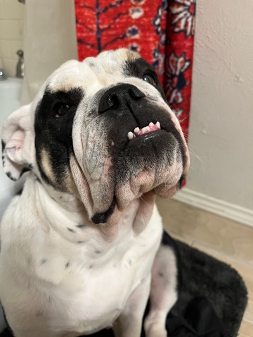 Bulldog – English Bulldog needs rehoming