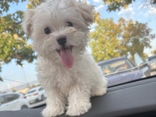 Female Maltese Puppy