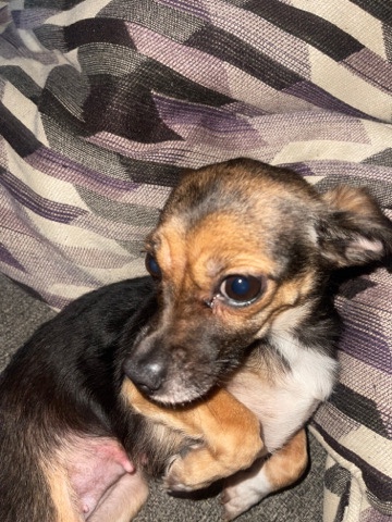 Rat Terrier – Rat Terrier Chihuahua Mix