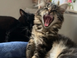 Persian (Modern) – suchen Perserkatze – Wilhelmshaven